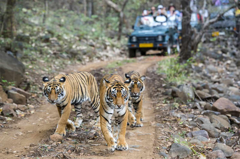 Sawai Madhopur Tour Package